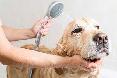 شستن (حمام کردن) سگ 