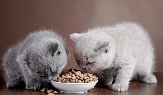 انتخاب بهترین غذاها برای گربه