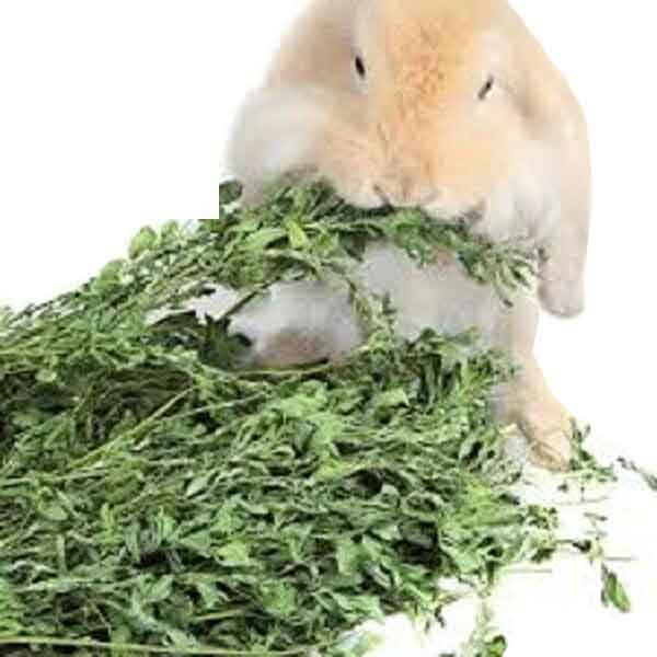 یونجه مخصوص خرگوش چیتا 1kg